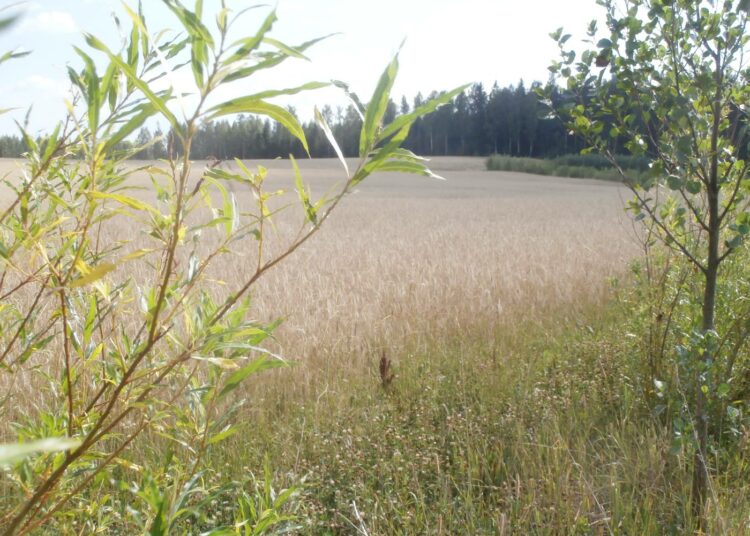 Mattiloiden ruispelto ennen puintia. Syväjuurinen ruis auttaa poistamaan tiivistymiä peltomaasta. Kuohkeassa maassa viljelykasvien juuristo kasvaa laajemmaksi sitoen maaperään enemmän hiiltä ja auttaen kasveja kestämään kuivuutta.