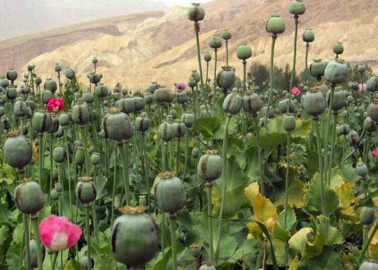 Afganistanilainen oopiumiviljelmä Wikipediassa julkaistussa arkistokuvassa. Oopiumiunikon siemenkodasta saatavaa maitiaisnestettä käytetään heroiinin raaka-aineena.