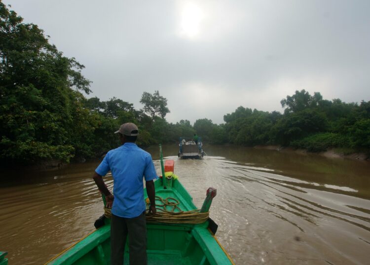 Veneretkellä halki Odishan osavaltion Bhitarkanikan mangrovemetsien krokotiilialueen.