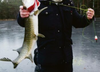 Hauki putkahti ulos pienestä reiästä voimalla. Eikä se ollut aivan pieni.