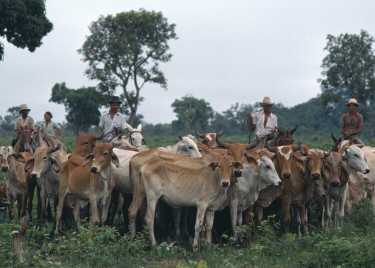 Karjaa Brasilian Mato Grossossa.