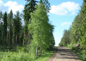 Kesähelteet ovat lisänneet puiden tuholaisten määriä. Kuumuuden muita vaikutuksia vuosikasvuun ei pystytä vielä tarkkaan arvioimaan. Kuuset vaativat kasvuun lähteäkseen kosteaa alkukesää, koivut tarvitsevat satoja litroja vettä joka päivä.