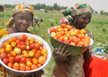 Nigerialaisia naisia maatilalla Maidugurissa. He työskentelevät Boko Haramista ja ilmastonmuutoksesta kärsivien maalaisten rehabilitaatioprojektissa.