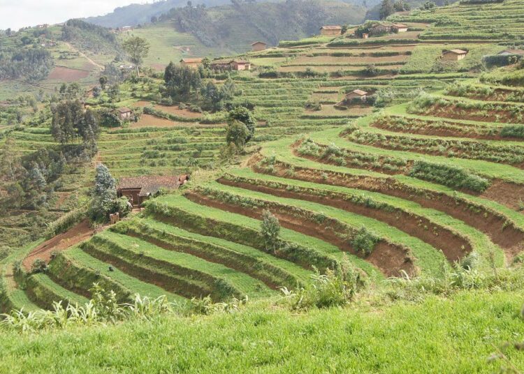 Ruandaa esitellään vihreän vallankumouksen mallimaana, mutta maissin ja riisin tuotannon kasvusta huolimatta myös nälkäisten määrä maassa on kasvanut.
