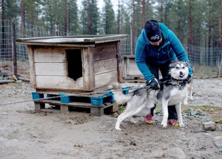 Koiria Hiukalla on yli sata. Hän osaa nimetä jokaisen. Osa koirista viihtyy tarhassa paremmin yksin kuin ryhmässä.