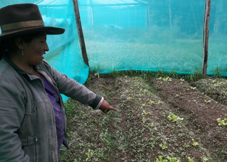 Agroekologiaa harjoittava maanviljelijä Paulina Locumbe esittelee kasvihuoneeseensa hiljakkoin istuttamiaan kasviksia. Kypsyttyään ne päätyvät suoraan perheen ruokapöytään rikastamaan heidän ruokavaliotaan.