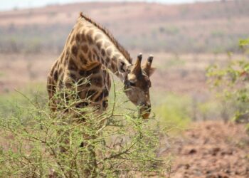 Kirahveillekin on laitonta kysyntää.