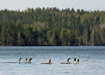 Kuikan koetaan kuuluvan mökkirannan maisemaan