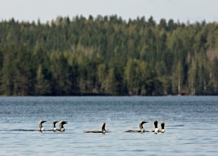 Kuikan koetaan kuuluvan mökkirannan maisemaan