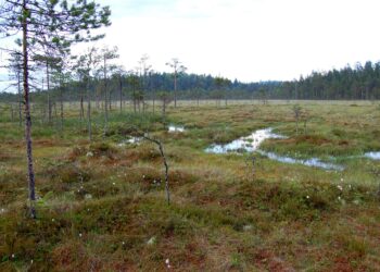 Suomessa on 35 kansallispuistoa. Kuvassa Pyhä-Häkin kansallispuisto Saarijärvellä.