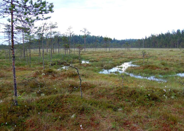 Suomessa on 35 kansallispuistoa. Kuvassa Pyhä-Häkin kansallispuisto Saarijärvellä.