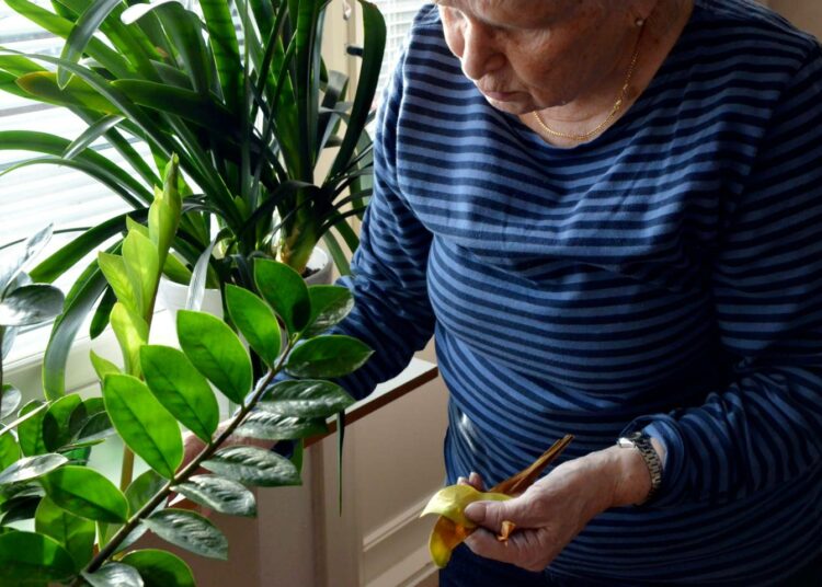 Vanhusten halutaan nyt asuvan mahdollisimman pitkään kotonaan eikä hoitajien määrä ole lisääntynyt suhteessa asiakkaisiin.