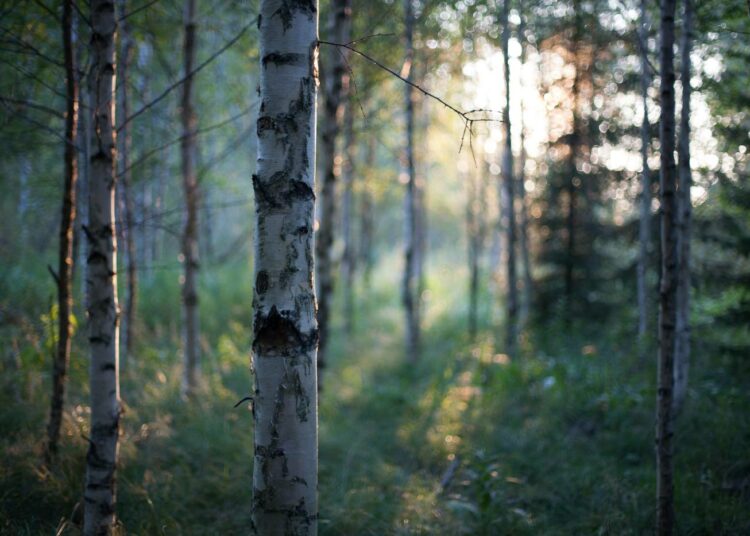 WWF Suomen mukaan ehdotuksen porsaanreiät koskevat osittain metsien hiilinieluihin perustuvaa kompensaatio-oikeutta.