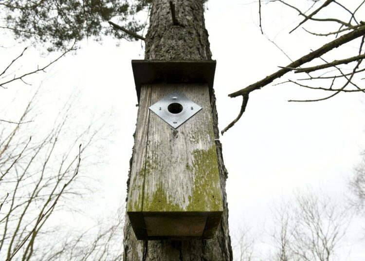Linnunpöntöt tarjoavat pesäpaikan kolopesijöille, joilla on Suomen metsissä pulaa luontaisista pesäpaikoista.