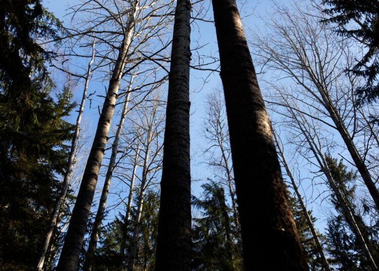 Aurinko paistaa Vaarunvuoren lehtoihin. Metsähaapa tarvitsee kasvaakseen paljon valoa.