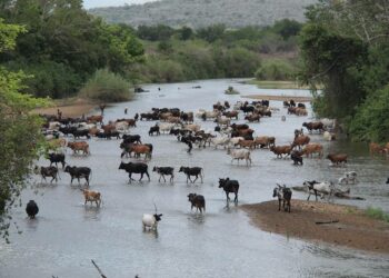 Maasai-paimentolaisten karjalaumat vaativat suuria laidunmaita, ja laitumien tarve on vain kasvanut maasai-väestön kasvaessa. Tansanian valtio haluaa siirtää paimentolaiset pois luonnonsuojelualueelta, joka alun perin tarkoitettiin villin luonnon ja maasaiden yhteiskäyttöön.