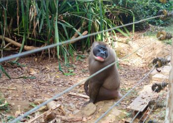 Drilli aitauksen reunalla Drill Ranchissa. Vankeudesta pelastettujen drillien määrä on kasvanut 90:stä 600:een.