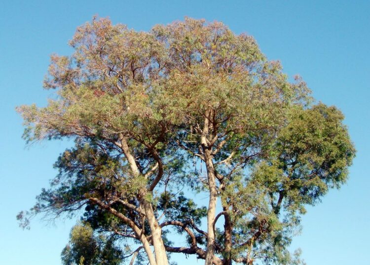 Ympäristöväki arvostelee yhden nopeakasvuisen lajin eukalyptusviljelmiä, jotka köyhdyttävät maaperää ja vesivaroja.