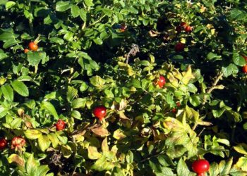Teiden pientareille istutettu kurtturuusu on ryöstäytynyt muuallekin. Riesana se on etenkin meren hiekkarannoilla tukahduttaen harvinaisten kasvien elintilan.