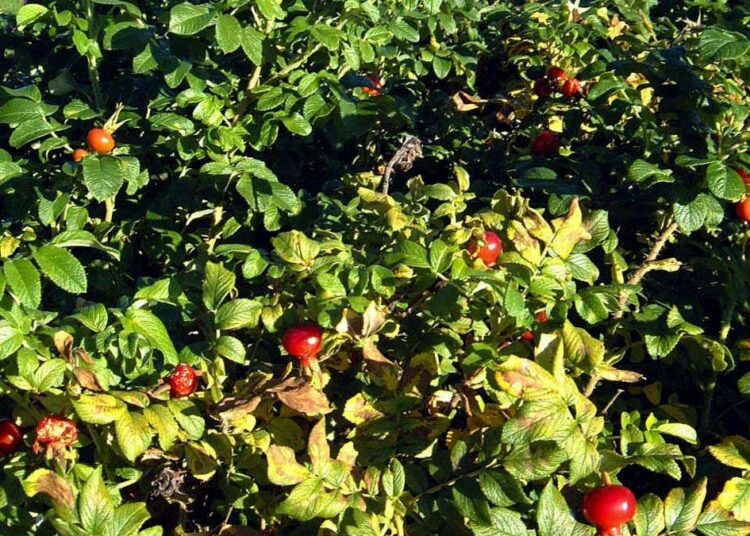 Teiden pientareille istutettu kurtturuusu on ryöstäytynyt muuallekin. Riesana se on etenkin meren hiekkarannoilla tukahduttaen harvinaisten kasvien elintilan.
