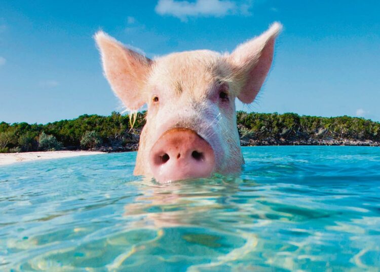 Bahamalainen sika tykkää käydä uimassa meressä.