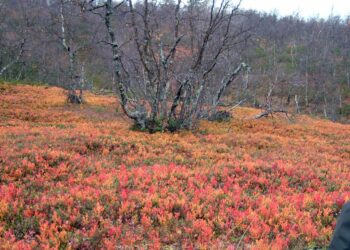 Pallas on yksi tutkimuksessa mukana olleista metsäasemista. Kuva otettu ruskan aikaan, jolloin puut pudottavat lehtensä ja keräämänsä elohopean maaperään.