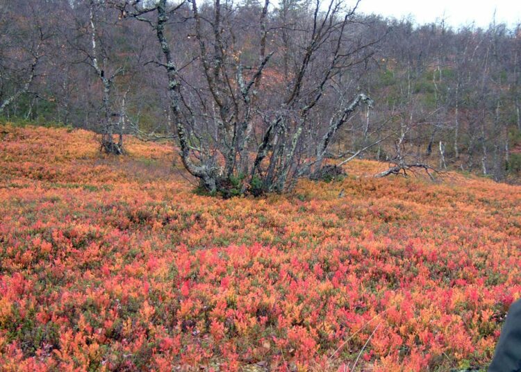 Pallas on yksi tutkimuksessa mukana olleista metsäasemista. Kuva otettu ruskan aikaan, jolloin puut pudottavat lehtensä ja keräämänsä elohopean maaperään.