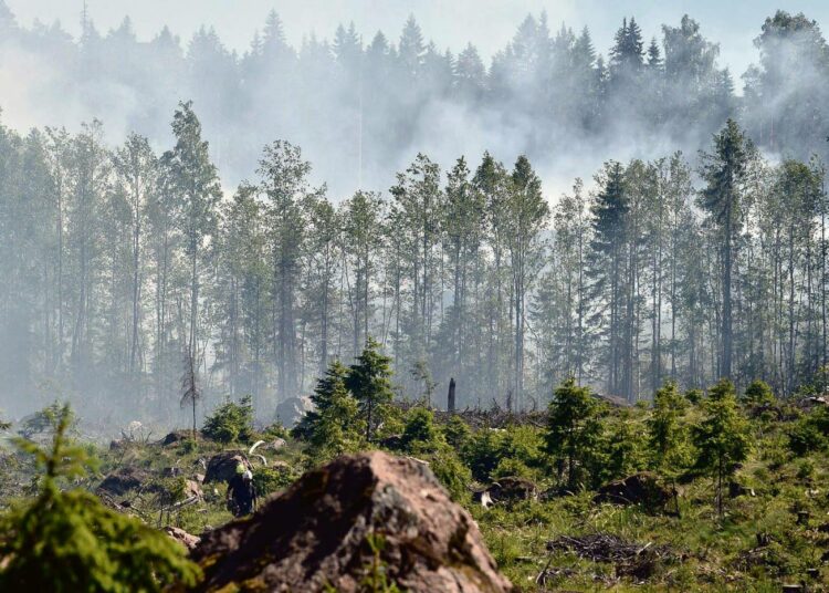 Kirjoittajan mielestä avohakkuut on kiellettävä, koska ne hävittävät metsää. Kuvassa maastopalo hakkuuaukealla Loviisan Koskenkylässä 28. toukokuuta.