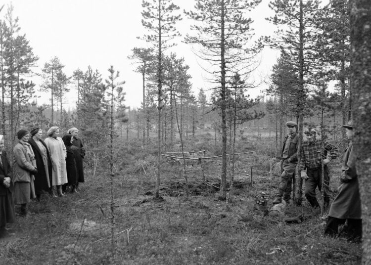 Kyllikki Saaren ruumiin löytöpaikka metsässä. Kiinnostuneita ihmisiä kuljetettiin linja-autoilla katsomaan tapahtumapaikkaa lokakuussa 1953. Toukokuussa kadonneen Kyllikki Saaren ruumis löydettiin suohaudasta metsästä vasta syksyllä 1953.