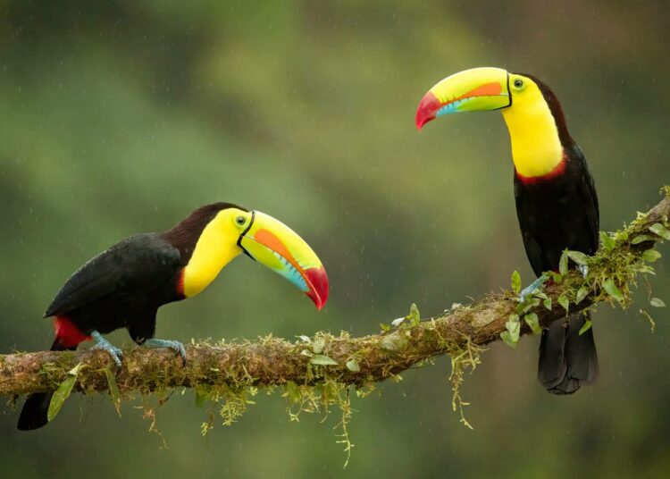 Tukaanit kuuluvat Costa Rican monimuotoiseen luontoon.