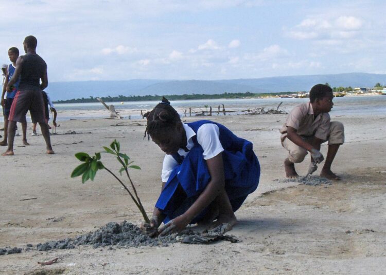 Jamaika on kadehdittavan hyvin onnistunut antamaan ilmastosta huolestuneille nuorille toiminnan mahdollisuuksia. Kuvassa koululaiset istuttavat mangrovea rannikkoa vahvistamaan.