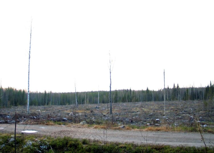 Avohakkuille on olemassa vaihtoehtoja, ympäristöjärjestöt muistuttavat.