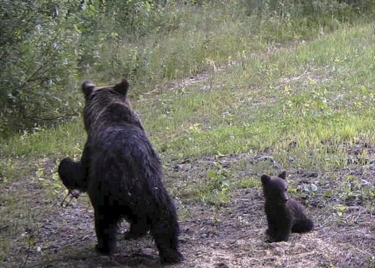 Nyt tappouhan alla oleva karhu liikkui samalla alueella jo vuosi sitten rauta tassussaan. Mukana oli myös pentu.