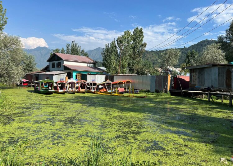 Veneitä kiinnitettynä talon edustalle Dal-järvellä. Veden pintaan kertynyt vihreä levä on herättänyt huolta Kashmirissa. Järvellä asuvat yhteisöt ovat perinteisesti huolehtineet kanavista, poistaneet vesikasveja ja seuranneet veden tilaa. Heidän osallistumisensa voisi auttaa saastumisen hallinnassa.