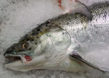 Itämeren alueen villit lohikannat saivat edellisvuosien tapaan punaisen ”vältä”-suosituksen uudistetussa WWF:n Kuluttajan kalaoppaassa.