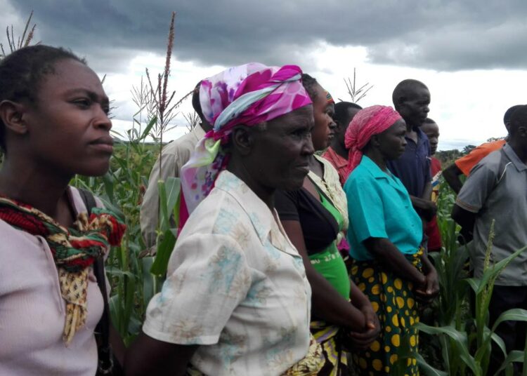 Sambialaiset pienviljelijät osallistuvat koulutukseen, joka käsittelee entistä ravitsevampien ruokakasvien tuotantoa.