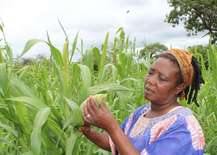 Zimbabwelainen maanviljelijä Sinikiwe Sibanda kuuluu laajenevaan joukkoon maanviljelijöitä, jotka ovat vaihtamassa maissin kasvatuksesta durraan ja hirssiin. Durra ja hirssi sietävät vähäsateisuutta maissia paremmin, minkä lisäksi niiden ravintoarvot ovat paremmat.
