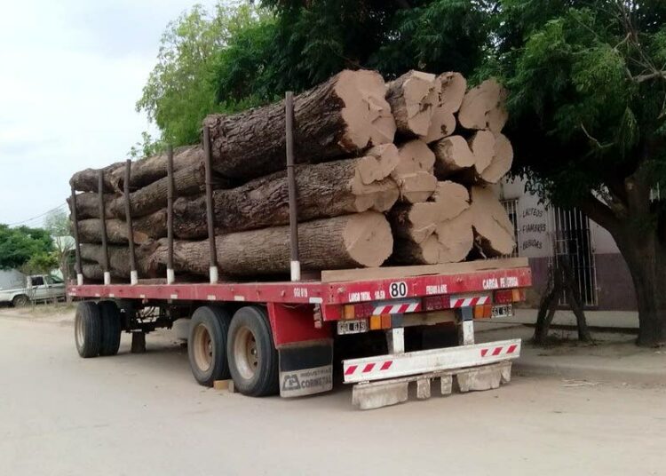 Argentiinan pohjoisosassa sijaitseva köyhä Chacon maakunta tuottaa puuta moniin tarpeisiin grillihiilistä eläinten lääkintään.