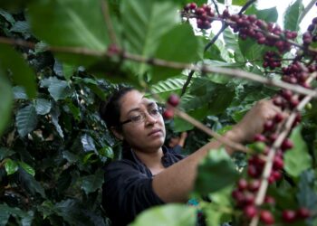Pienviljelijä Yakelin Ponce poimi kahvipapuja El Piliguinin alueella Hondurasissa viime vuoden tammikuussa.