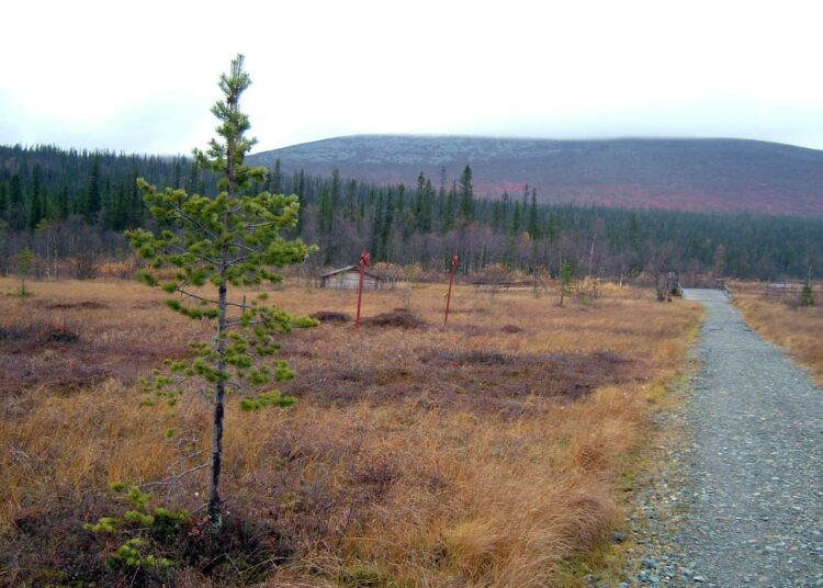 Greenpeacen mukaan tärkeimmät luonnontilaiset erämaaosat siirrettiin nyt Keski-Lapissa metsätaloustoiminnan ulkopuolelle.