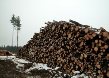 Metsänomistajille tarjottu määräaikainen verohelpotus puunmyyntituloihin ei vaikuttanut puunmyyntihalukkuuteen.