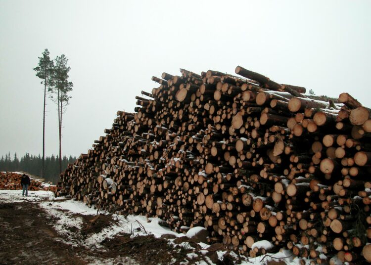 Metsänomistajille tarjottu määräaikainen verohelpotus puunmyyntituloihin ei vaikuttanut puunmyyntihalukkuuteen.