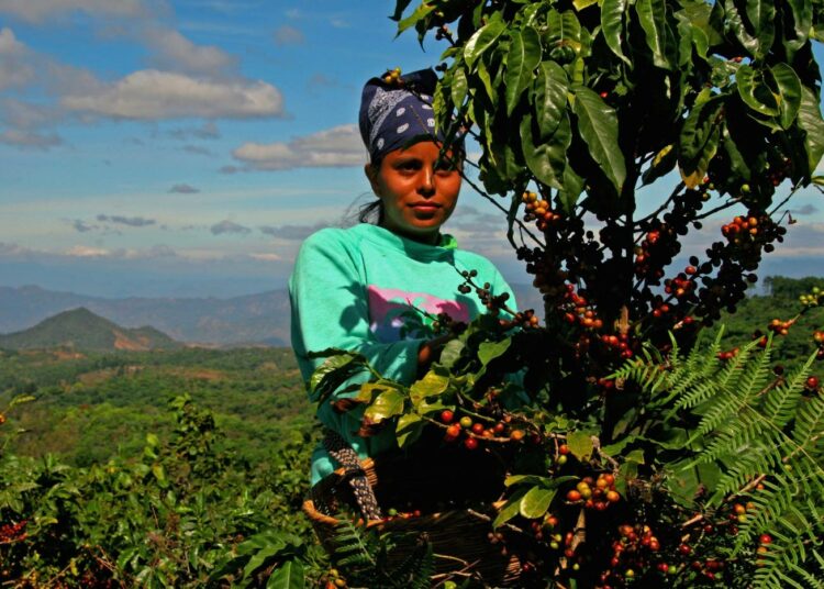 El Salvadorin kahviviljelmistä jo viidennes on joutunut kahviruosteeksi kutsutun sienitaudin kynsiin.