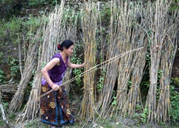 Nepalilainen Thakurseva Gurung kasvattaa bambua muistuttavaa ruohoa, josta valmistetaan luutia. Kasvi torjuu eroosiota ja tuottaa myös rehua.