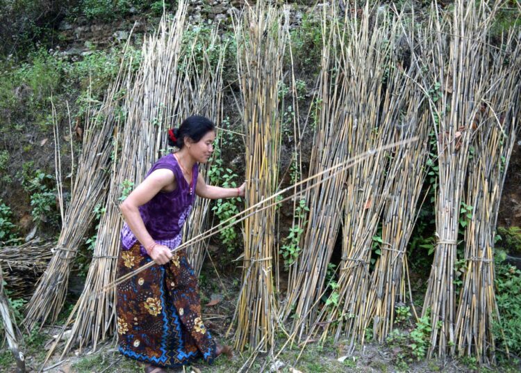 Nepalilainen Thakurseva Gurung kasvattaa bambua muistuttavaa ruohoa, josta valmistetaan luutia. Kasvi torjuu eroosiota ja tuottaa myös rehua.