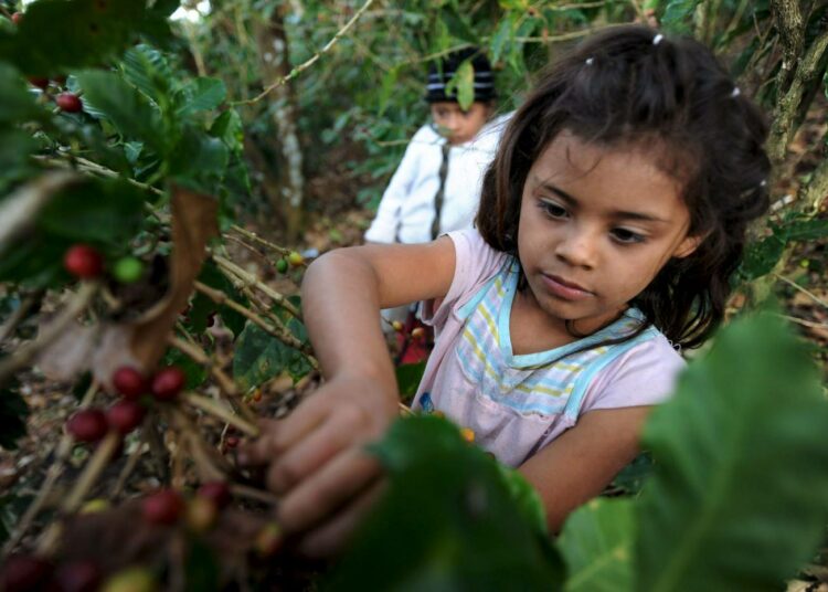 Suomessa juotavassa kahvissa on lapsityövoiman sivumaku. Kuva Hondurasista.