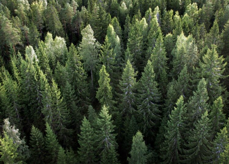 Suomen tulisi Luontoliiton mukaan puolustaa läpinäkyviä ja rehellisiä metsien käytön laskentakäytäntöjä.