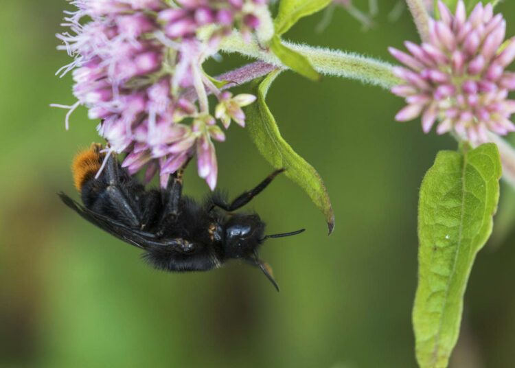 Kimalaisten ja mehiläisten ohella myös monilla muilla lentävillä hyönteisillä on tärkeä merkitys luonnon tasapainolle.