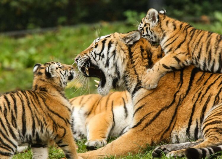 Yksi tiikerin äärimmäisen uhanalaisista alalajeista on Siperian tiikeri.