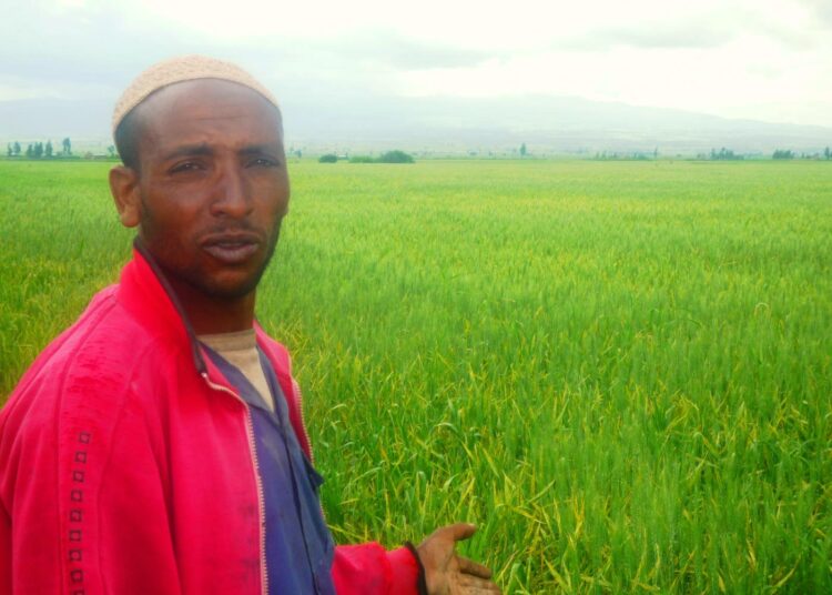 Etiopian maaseudun köyhyys on puolittunut 25 vuodessa tuotannon kasvun ansiosta. Jundi Hajji viljelee vehnää.